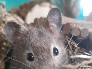 Hamster rodents Syrian hamster with mansion included - Advert 2