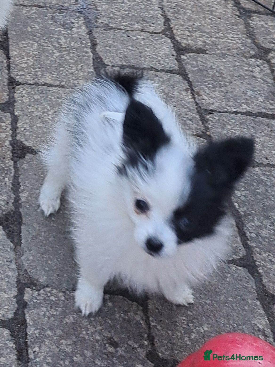 Papillon dogs Tiny papillon girl  - Advert 1