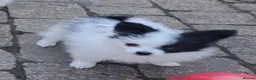 Papillon dogs for sale: Tiny papillon girl  - Advert 1