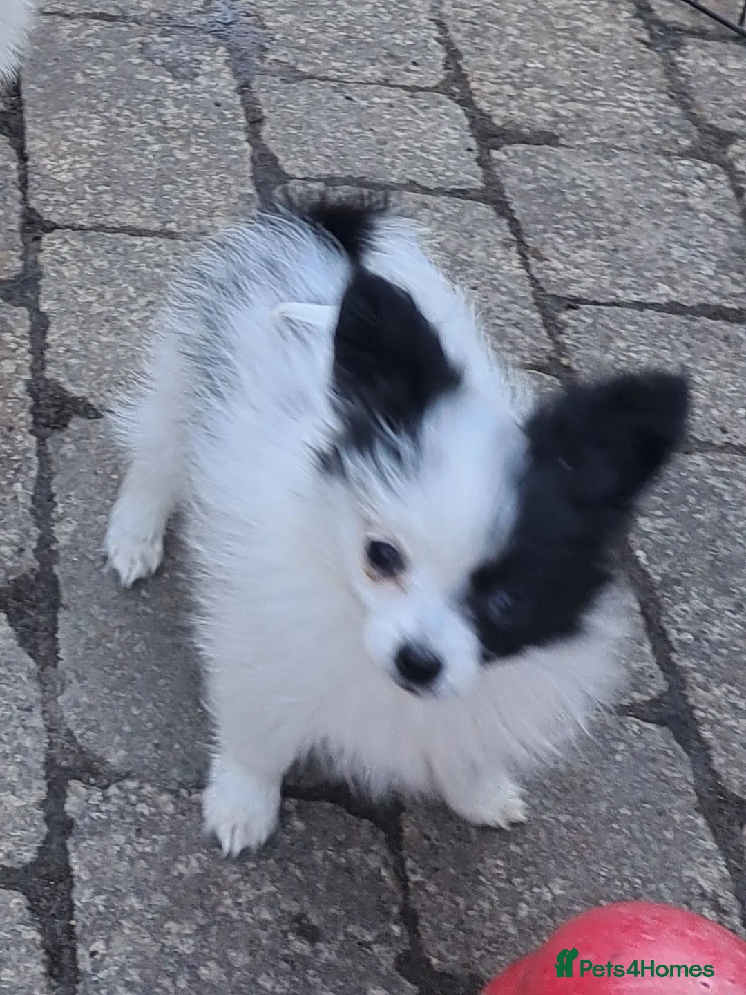 Papillon dogs for sale: Tiny papillon girl  - Advert 1
