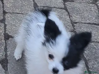 Papillon dogs Tiny papillon girl - Advert 1