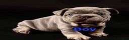 French Bulldog dogs for stud: ** RogueRoyales Zeus ** Fully Suited Lilac Merle  in Wolverhampton - Advert 24
