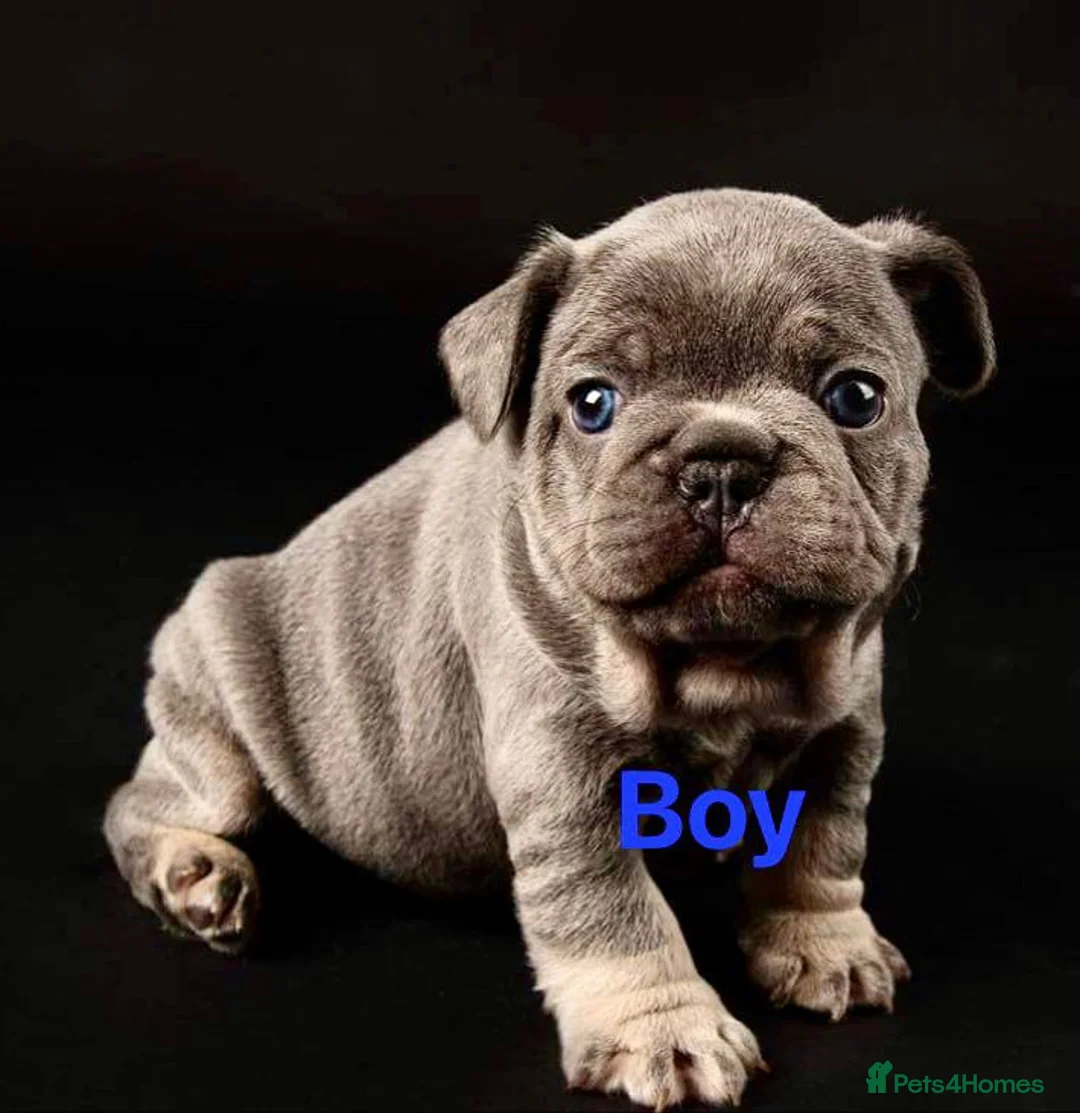 French Bulldog dogs for stud: ** RogueRoyales Zeus ** Fully Suited Lilac Merle  in Wolverhampton - Advert 24