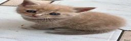 Mixed Breed cats for sale: Beautiful Persian Mix Kittens – 4 Boys & 3 Girls - Advert 9