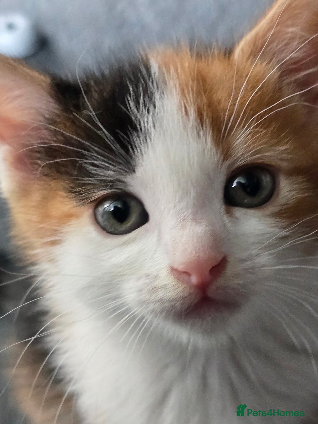Mixed Breed cats for sale: Premium kittens ready to find their new homes - Image 1