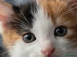 Mixed Breed cats - Advert 23