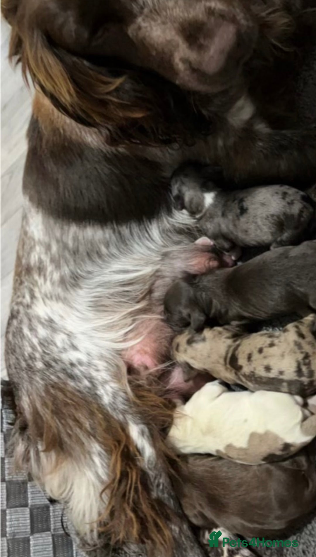 Cocker Spaniel dogs for sale: 🎀🎀2 girls left Adorable cocker spaniel puppies  - Advert 9