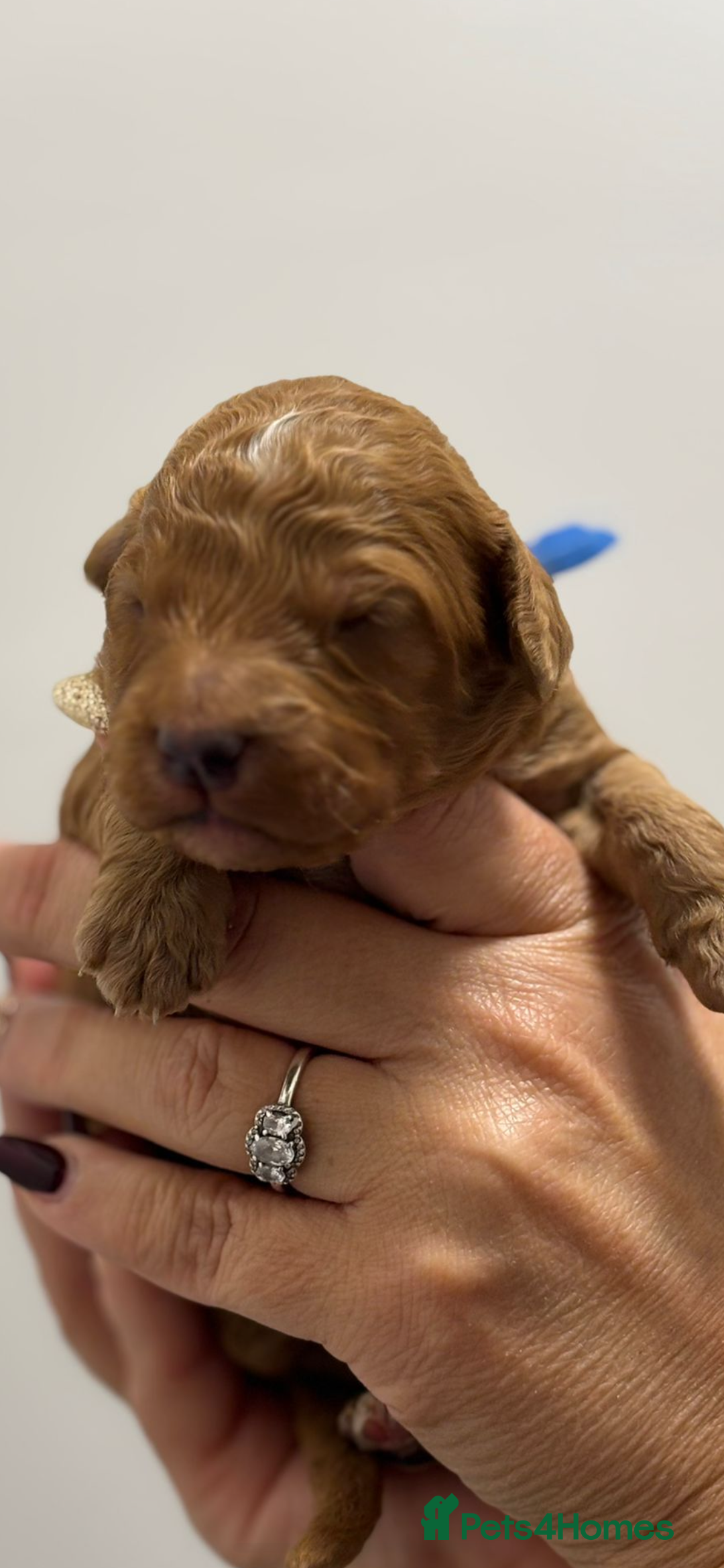 Australian Labradoodle dogs for sale: Beautiful Labradoodle puppies  - Advert 4