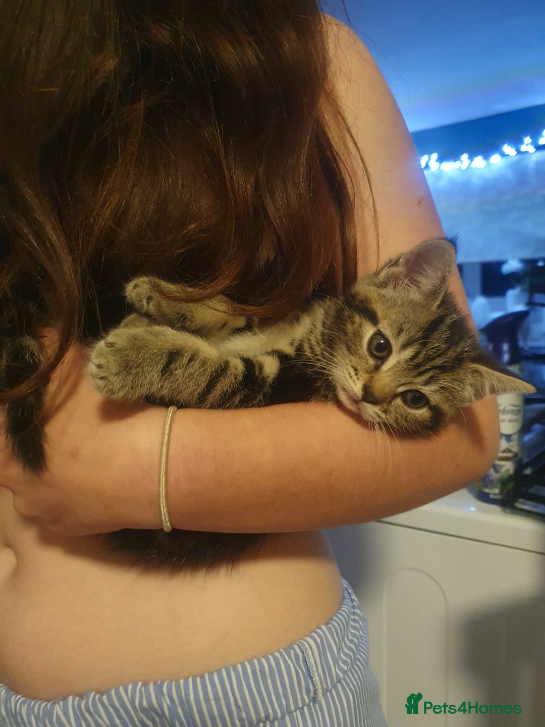 Mixed Breed cats for sale: Playful Tabby Kittens 😸  - Advert 10