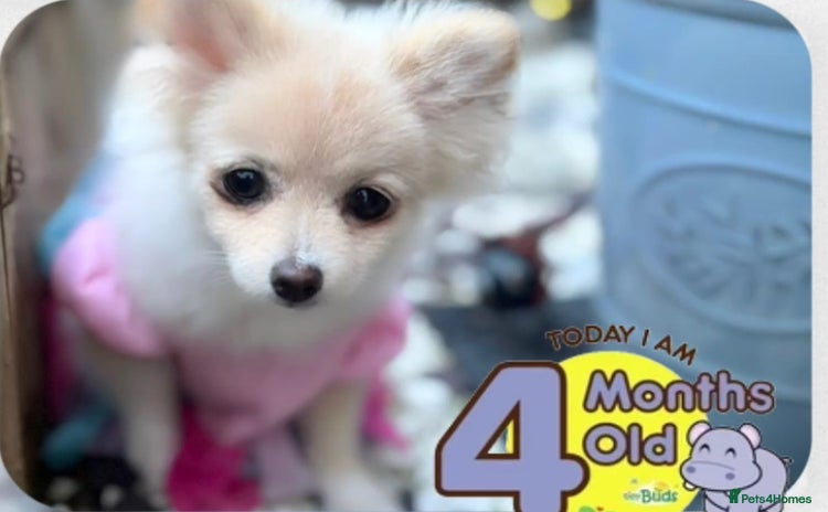 Pomeranian dogs in London - Advert 2
