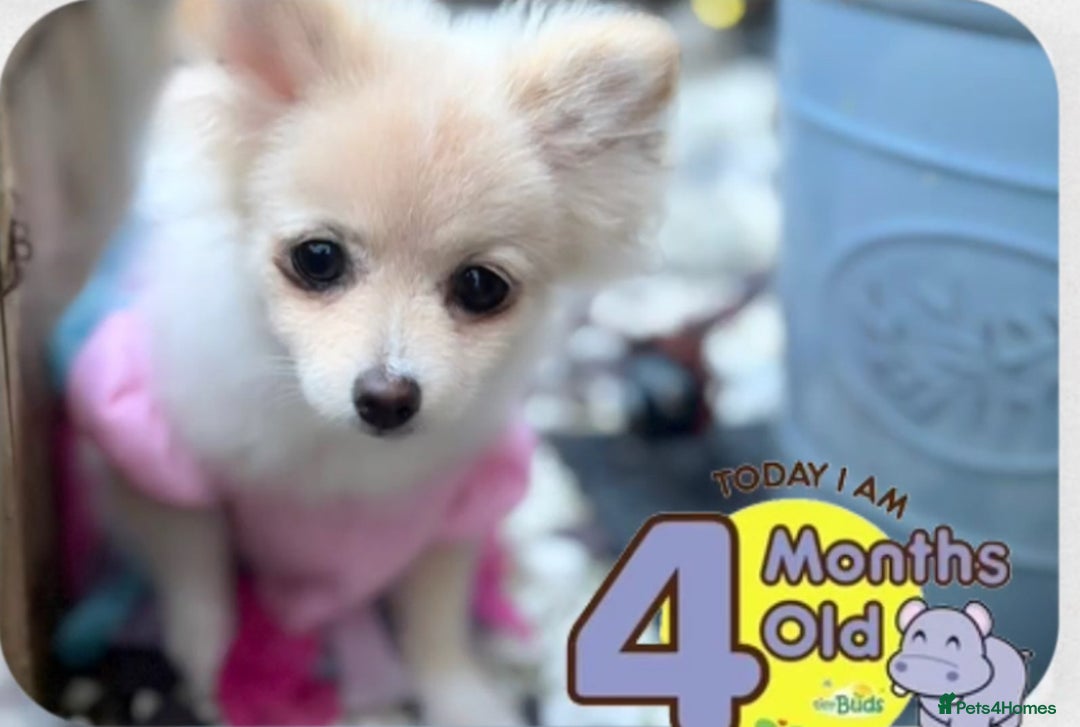 Pomeranian dogs for sale: 🩵👀1 In A Million SKY 🩵 BLUE EYES 🧸 POM😍👀🏆  in London - Image 10