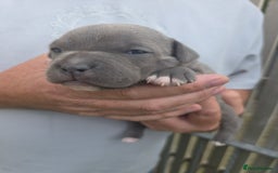 Staffordshire Bull Terrier dogs for sale: Stunning KC Staffs Very Unique colours - Image 18