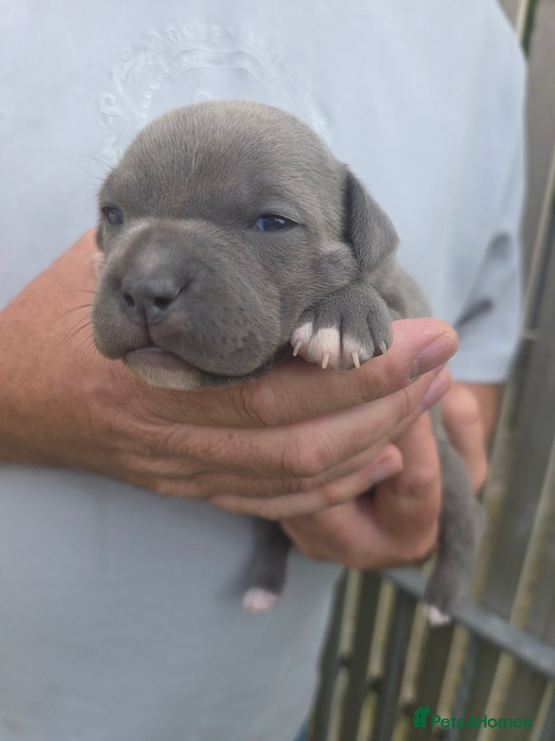 Staffordshire Bull Terrier dogs for sale: Stunning KC Staffs Very Unique colours - Image 18