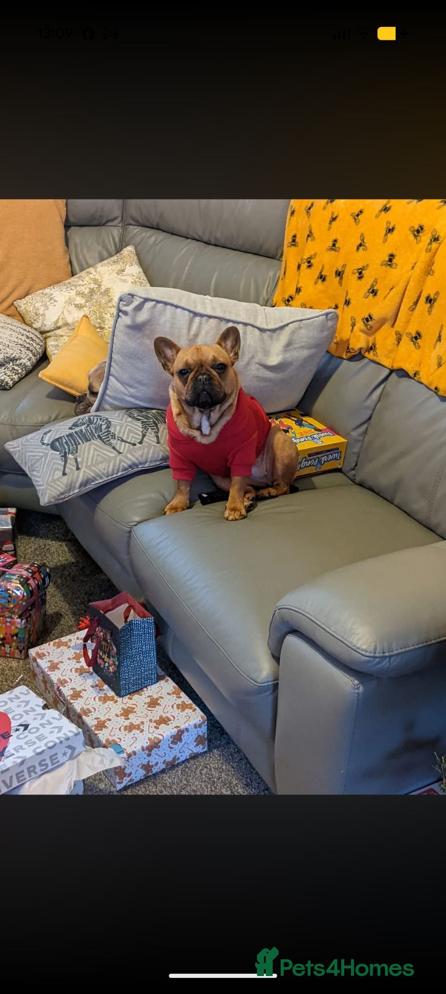 Frug dogs Gorgeous frug - Advert 6