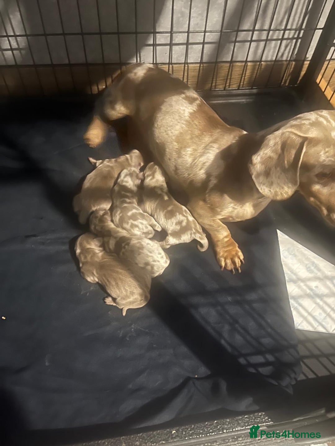 Miniature Dachshund dogs for sale: **MINIATURE DACHSHUND PUPPIES **  - Image 12