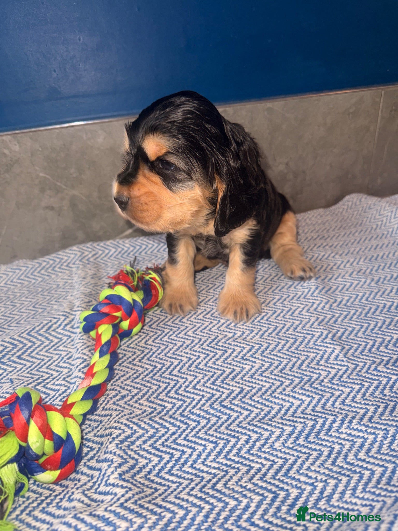 Cocker Spaniel dogs KC registered Black & Tan Sable Boy 🩵 - Advert 1