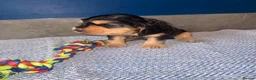 Cocker Spaniel dogs for sale: KC registered Black & Tan Sable Boy 🩵 - Advert 4
