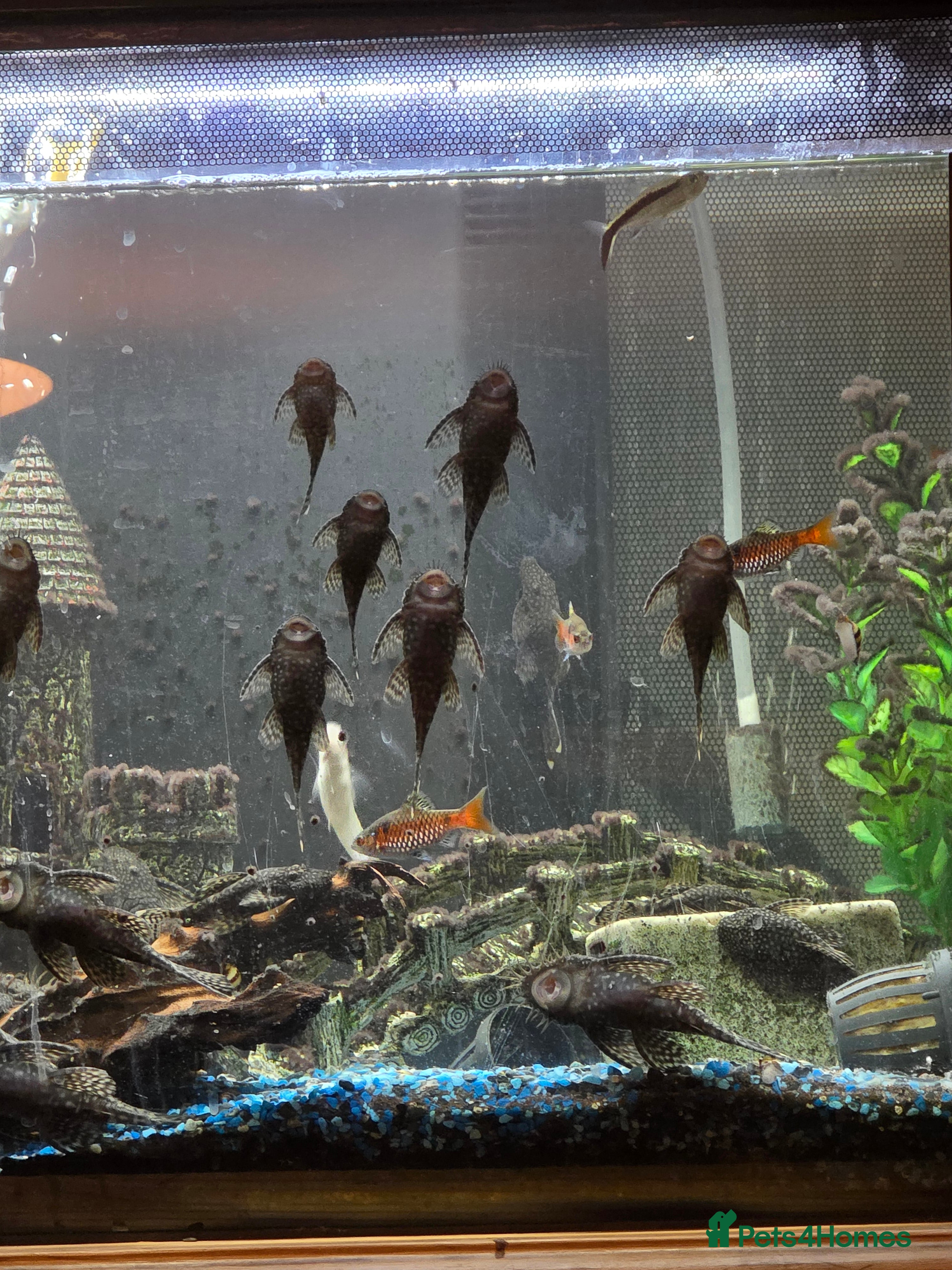 Plecos fish Plecos  - Advert 2