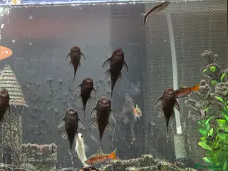 Plecos fish Plecos - Advert 2