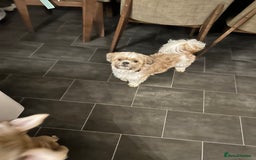 Shih Tzu dogs for sale: Narla is 8 years old not a puppy  - Image 2