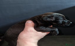 Patterdale Terrier dogs for sale: PATTERDALE PUPS FOR SALE (Nutall lines) - Image 14