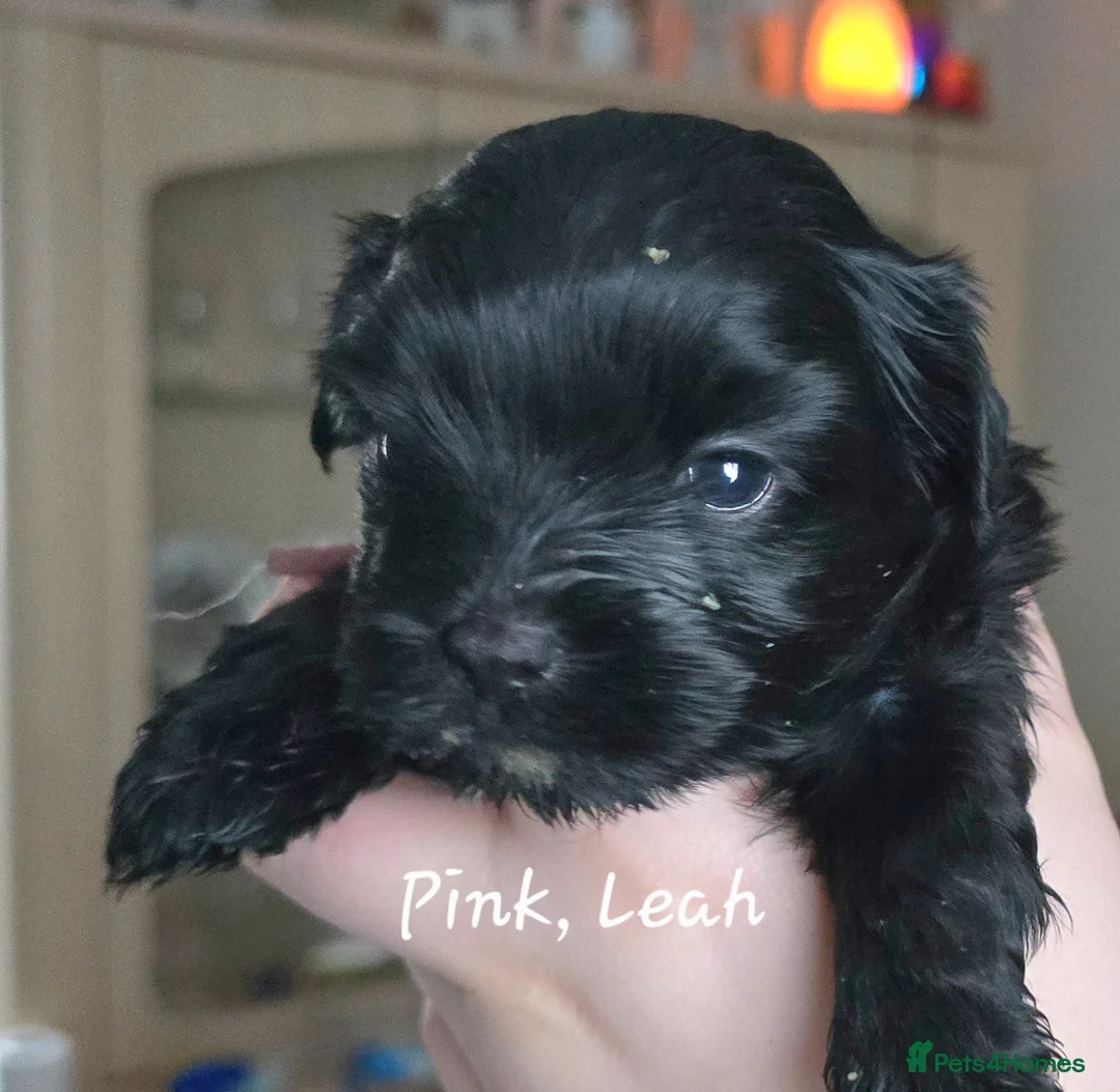 Havanese dogs for sale: The Dog of the 21st Century! in Haverfordwest - Advert 12