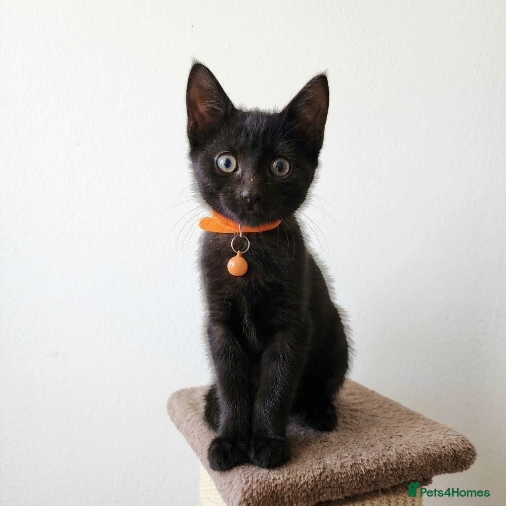 Mixed Breed cats * LAST GIRL * Female Gorgeous Black Kitten  - Advert 14