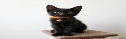 Mixed Breed cats for sale: *Female* Gorgeous Black Kitten - Advert 1