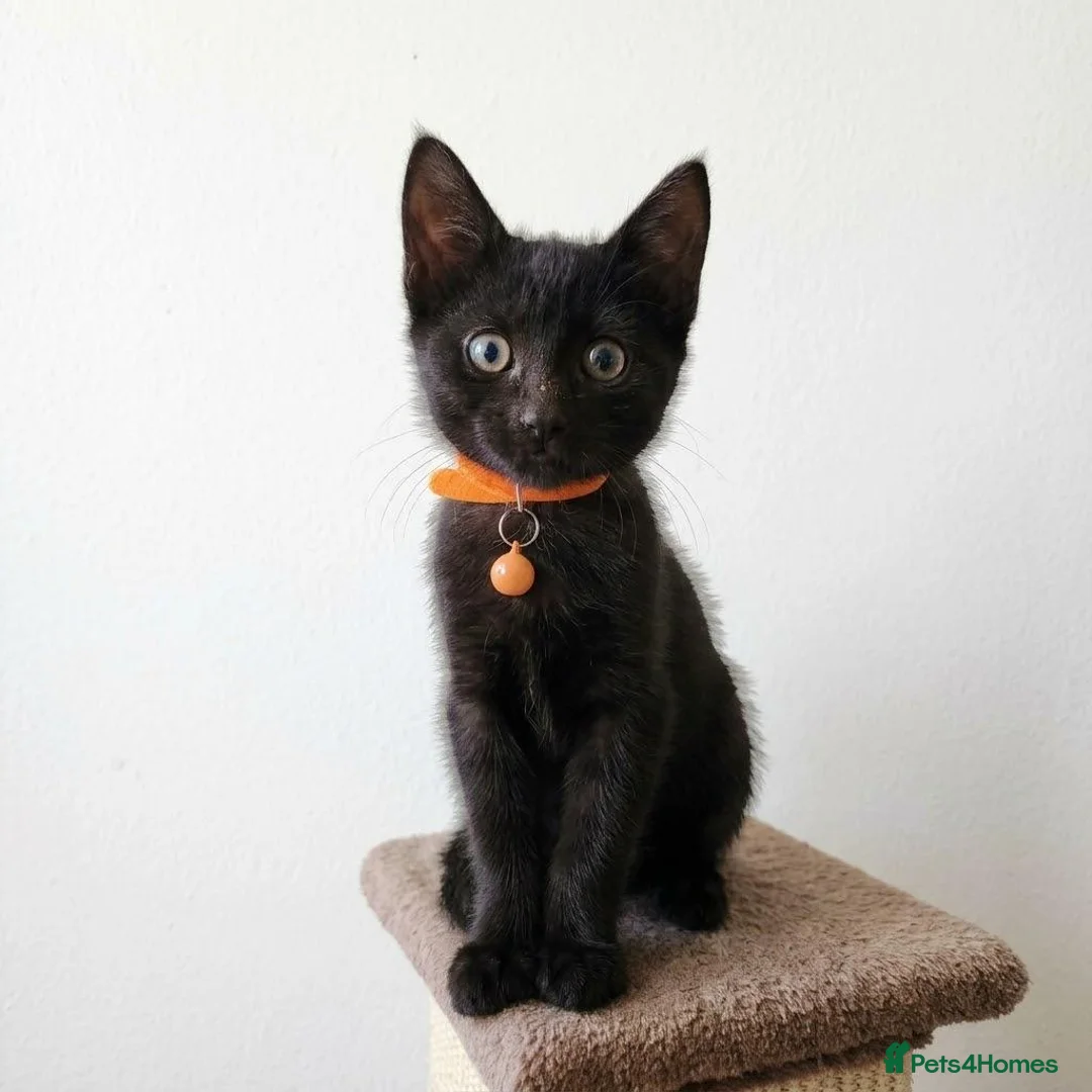 Mixed Breed cats for sale: *Female* Gorgeous Black Kitten - Advert 1