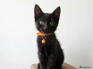 Mixed Breed cats * LAST GIRL * Female Gorgeous Black Kitten - Advert 14