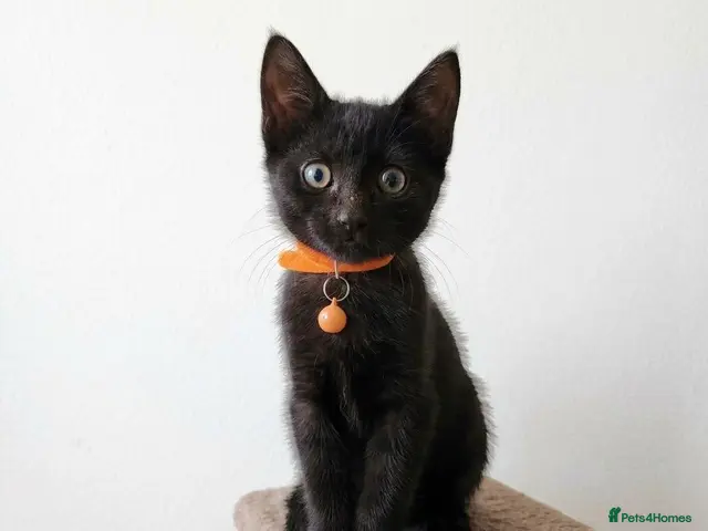 Mixed Breed cats for sale: Black Older kitten Gorgeous Black Kitten - Advert 11