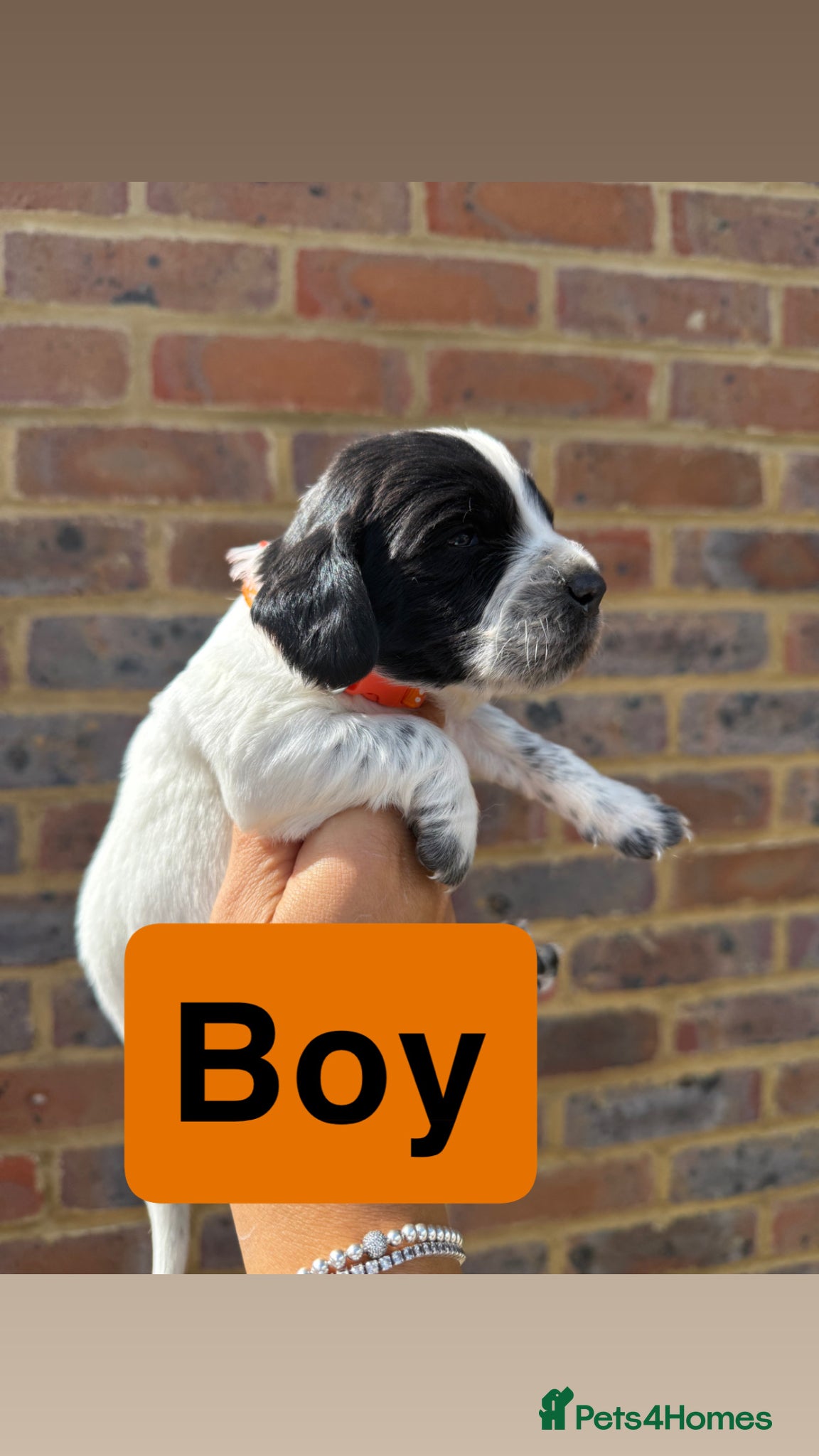 Sprocker dogs for sale: 6 beautiful sprocker - Advert 10