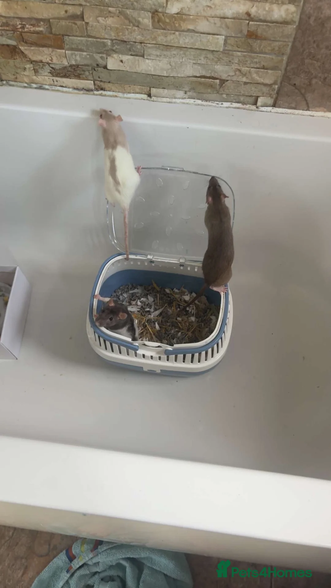 Rat rodents for sale: 3 rats for sale! - Advert 2