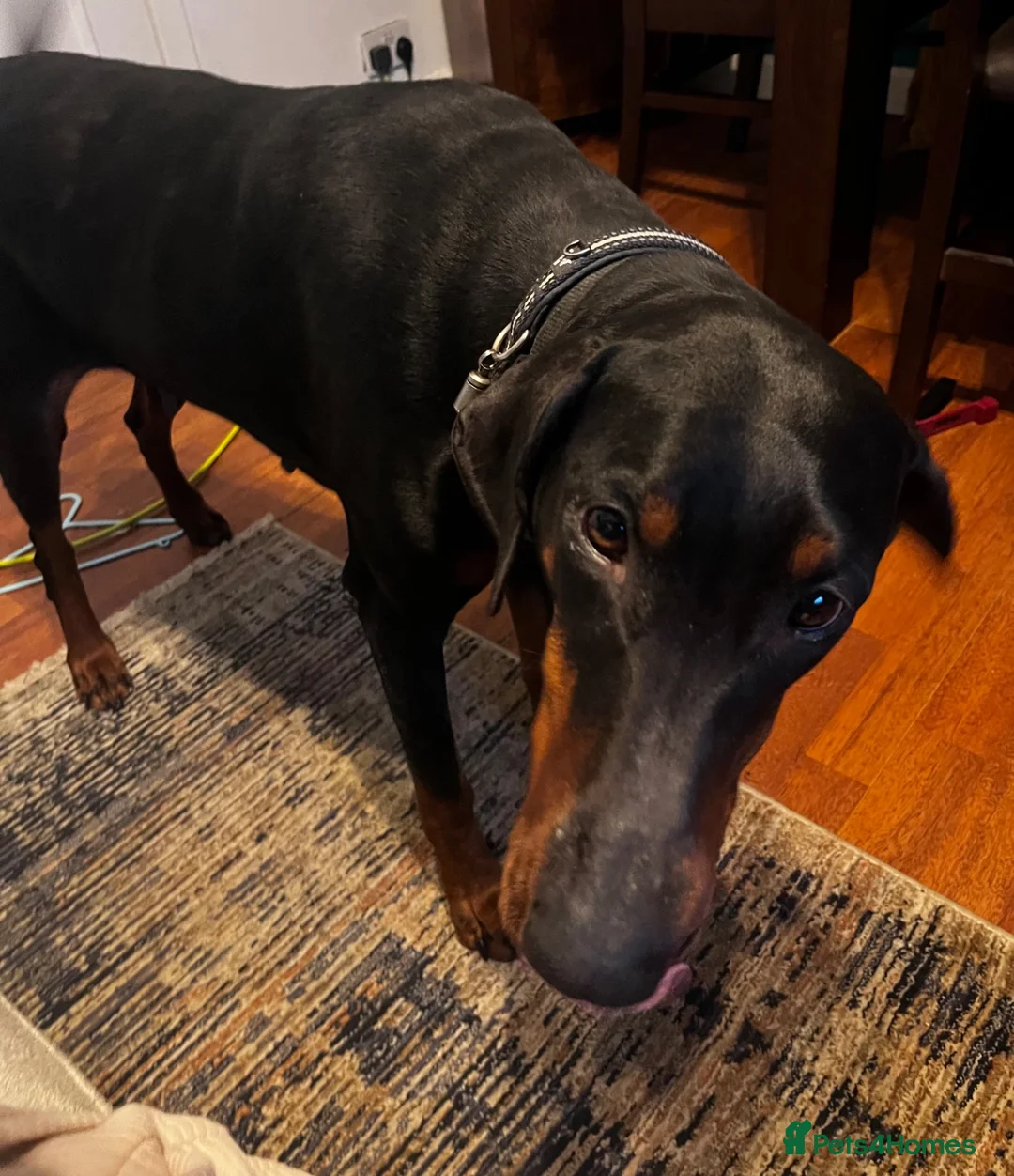 Dobermann dogs for sale: 5 year old Doberman female for sale - Advert 7