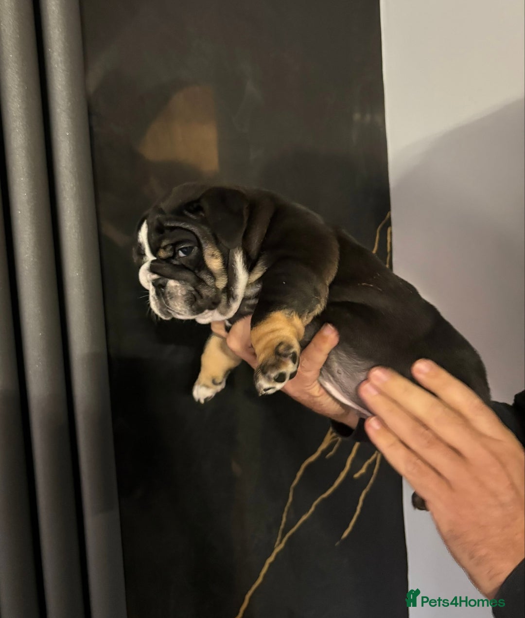 English Bulldog dogs for sale: English bulldog puppies  - Advert 31