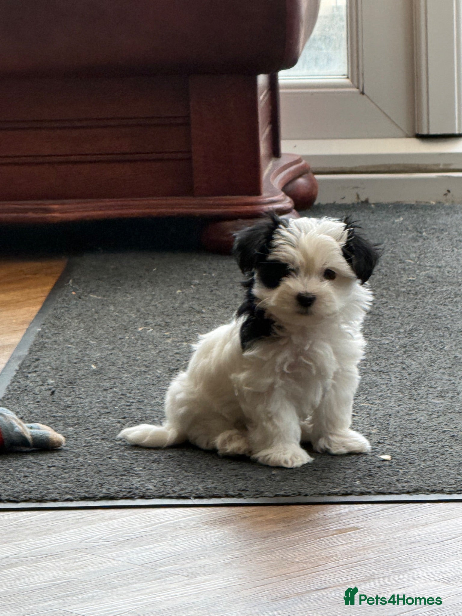 Morkie dogs Mini Morkies - Advert 3