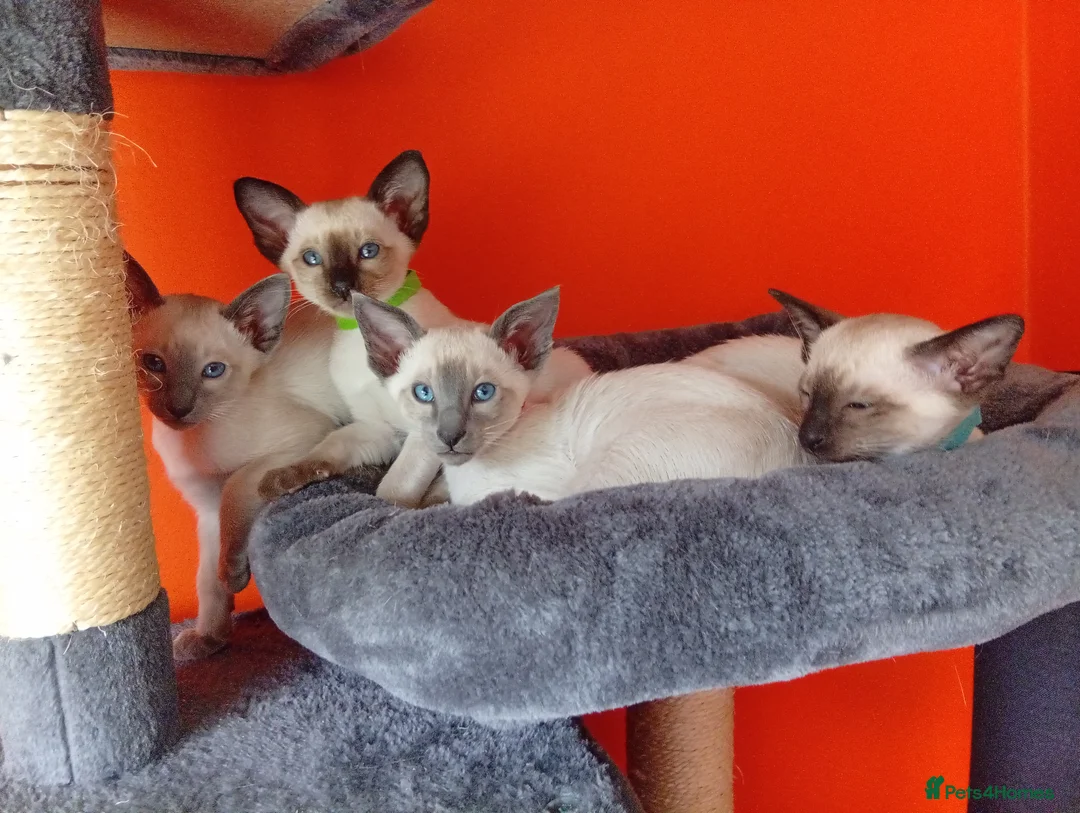 Siamese cats for sale: Gorgeous Siamese kittens!! - Advert 13