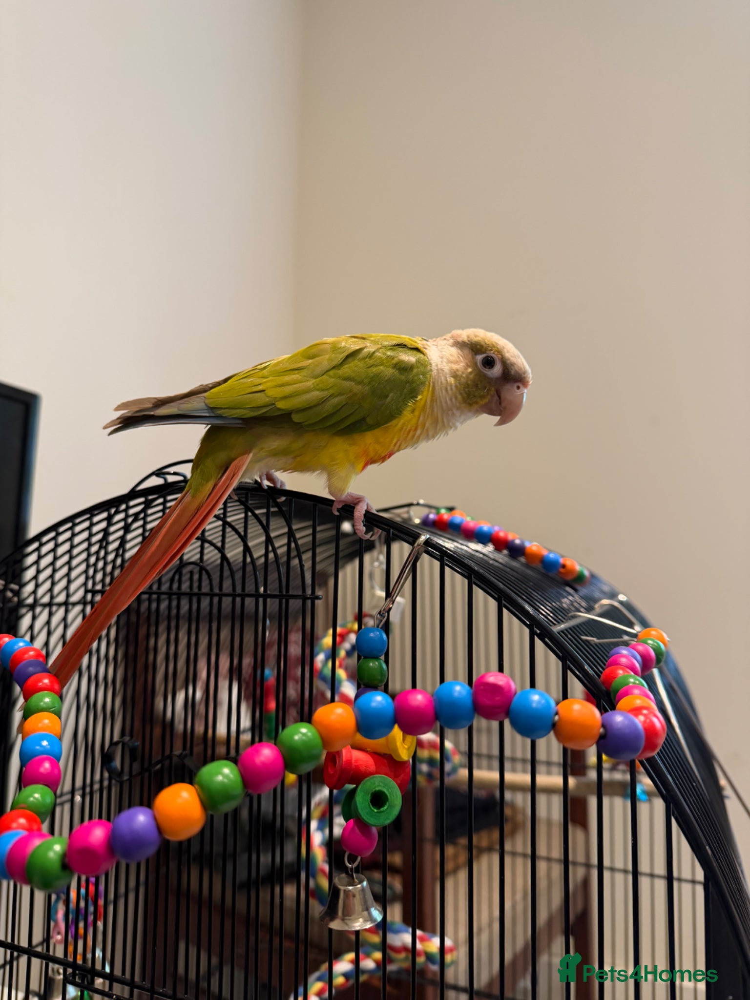 Conures birds pineapple green cheek conure - Advert 3