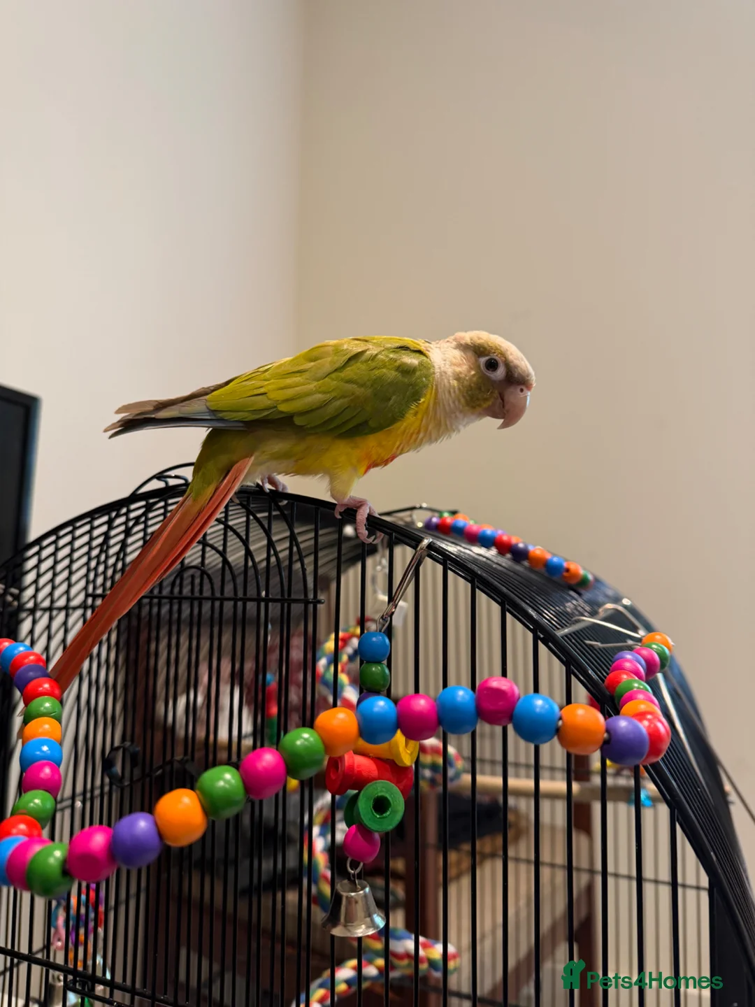 Conures birds for sale: pineapple green cheek conure - Advert 1