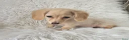 Miniature Dachshund dogs for sale: Beautuful princess kc cream long coat  - Advert 6