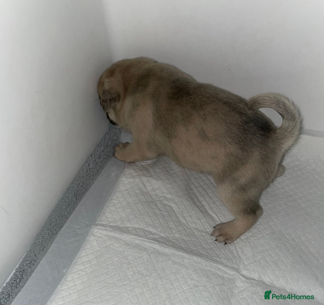 Pug dogs for sale: Pug Puppies  - Image 16