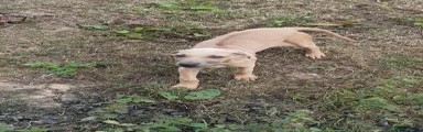 Rhodesian Ridgeback Puppy 8