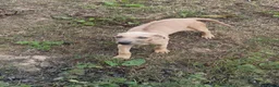 Rhodesian Ridgeback dogs for sale: 🦁RHODESIAN RIDGEBACKS PUPPIES🦁  - Advert 32