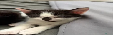 Mixed Breed Kitten 1
