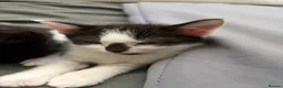 Mixed Breed cats for sale: Kittens  - Advert 2