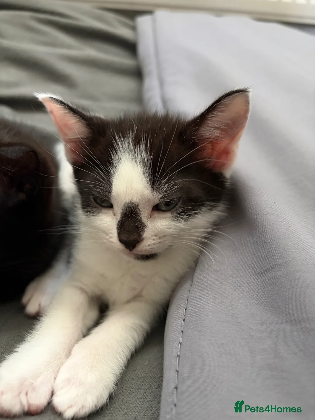 Mixed Breed cats for sale: Kittens  - Advert 2