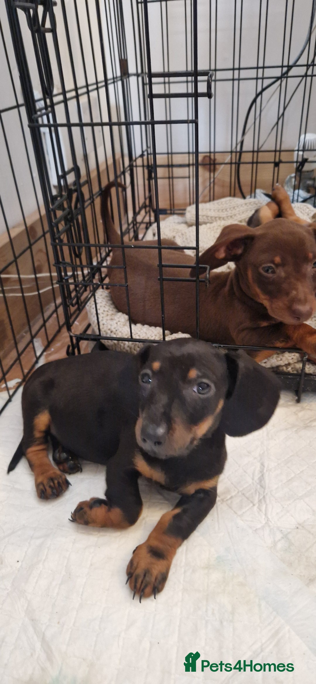 Dachshund dogs for sale: Bruce and Lois looking for their forever homes - Image 1