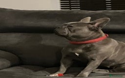 French Bulldog dogs for sale: female French bulldog to good home - Image 2