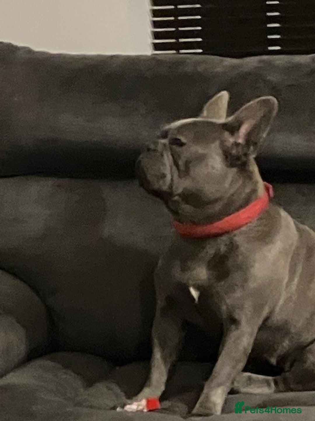 French Bulldog dogs for sale: female French bulldog to good home - Image 2