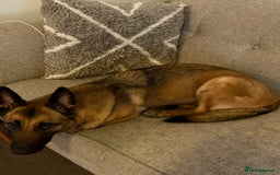 Belgian Shepherd Dog dogs for sale: Belgian Malinois Bitch - Image 3